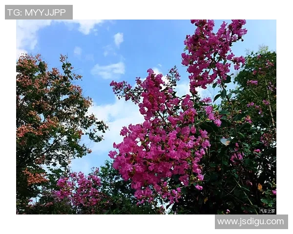 南京篮球队的奋斗历程与崛起之路：杯赛特别报道